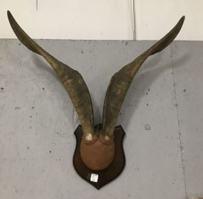 Vintage Goat Horns