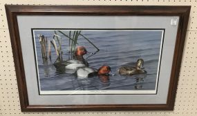 Dabbin Divers Redhead Print by Joe Anderson