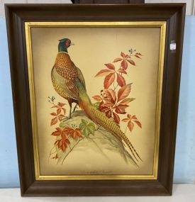 Ring Necked Pheasant Print