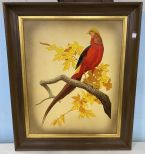 Golden Pheasant Print by RT Peterson