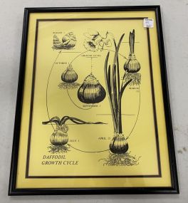 Daffodil Growth Cycle Print