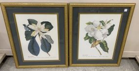 Pair of Magnolia Prints
