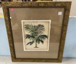 Kentia Luciani Framed Print