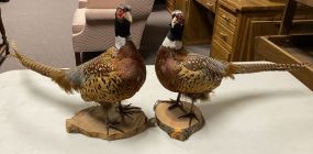 Two Stuffed Pheasants