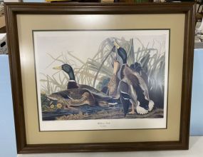 Mallard Duck Audubon Print