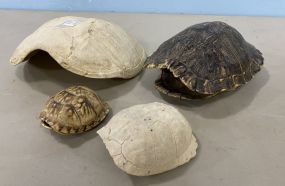 Four Turtle Shells