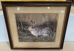Framed Print of A Rabbit