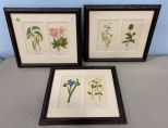 Three Framed Flower Prints