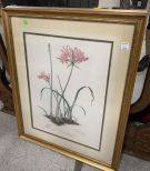 Nerine Bowdenii Print by Thalia Lincoln 1974