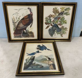 Three Framed Bird Lithographs