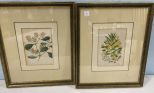 Pair of Framed Flower Lithographs