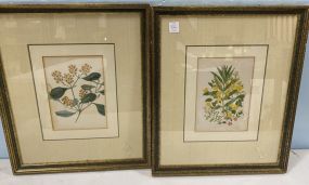 Pair of Framed Flower Lithographs