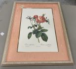 Framed Rose Print