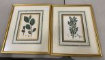 Two Framed Plant Lithograph