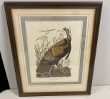 Great American Cock Male Lithograph