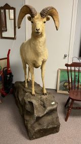 Vintage Full Body Big Horn Sheep Mount