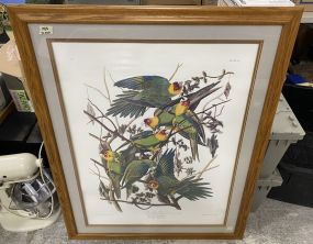 Cardine Parrot No. 6 Lithograph Framed