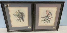 Two J. Gould Bird Prints