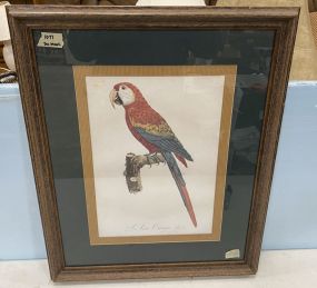 Canga Plate 2 Parrot Print