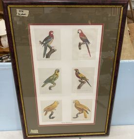 Framed Parrot Miniatures