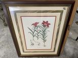 Lilium Davuricum Framed Print