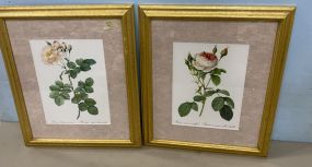 Two Rose Framed Prints