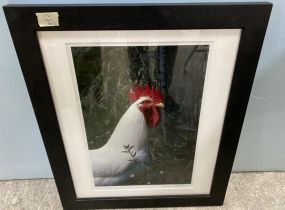 Framed Rooster Photograph