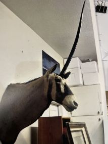 gemsbok 1976