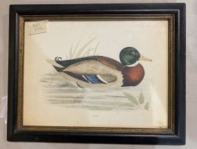 Mallard Vintage Print