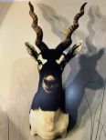 Black Buck Antelope Mount #1