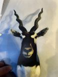 Black Buck Antelope Mount #2