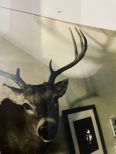 White Tail Deer Mounts