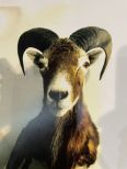 Aoudad Barbary Sheep