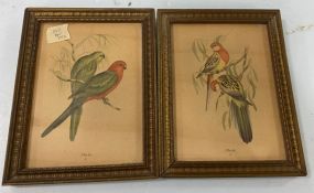 Two J. Gould Bird Prints
