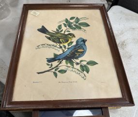 Vincent Blue Grosbeak Framed Print