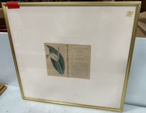 Pothos Cannefolia Framed Print