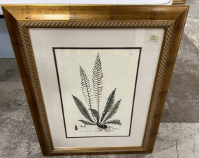 Osmunda Spicant Framed Print