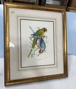 H. Gronvold Nicobar Parrakeet Hand Colored Print