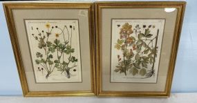 Two Framed Botanical Prints