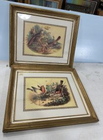Pair of Framed Vintage Lithograph Birds