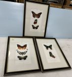 Three Framed Butterfly Prints