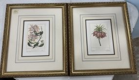 Two Framed Botanical Prints