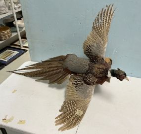 Flying Pheasant Mount 35