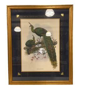 Favo Muticus Framed Print 33