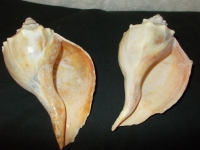 Konk Shells