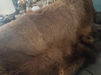 Bison Skin