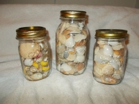 Sea Shell Collection