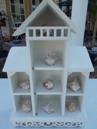 Sea Shell Curio