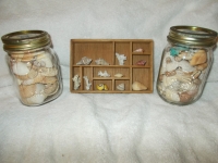 Sea Shell Collection