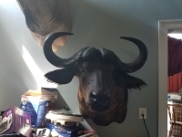 Cape Buffalo